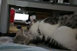 gin1006283.jpg