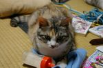 haruka1009121.jpg