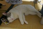 maita1009121.jpg