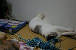 maita1009123.jpg