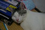 maita1009124.jpg