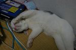 maita1009125.jpg