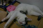 maita1009126.jpg