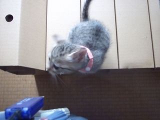 nanako08112.jpg