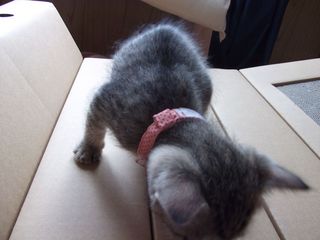 nanako08116.jpg