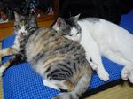 neko0508.jpg
